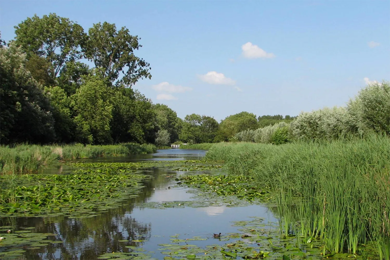Aan het water bij Het Rieten Dak